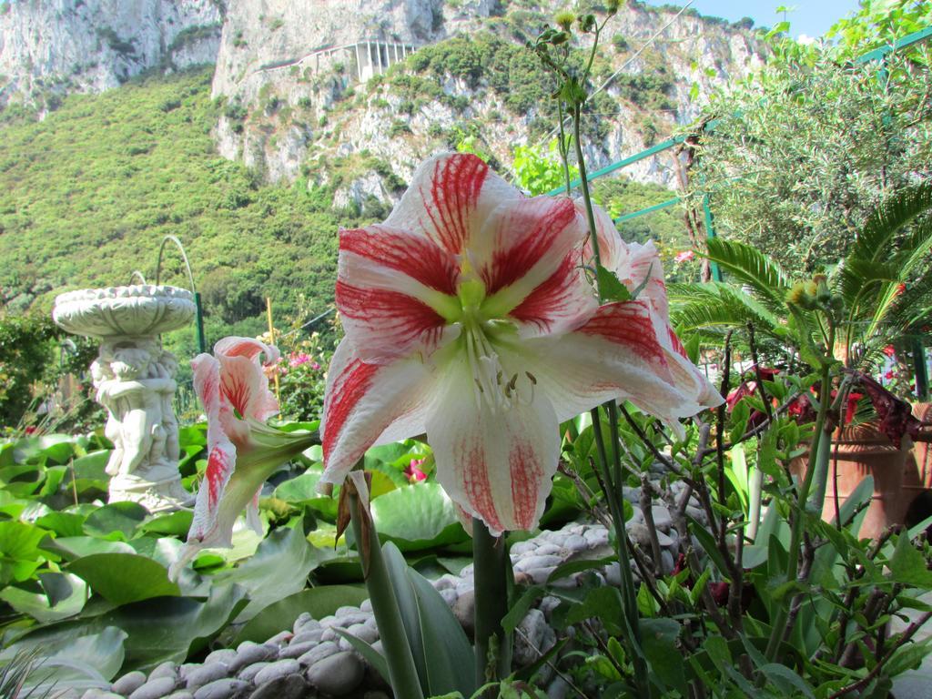 B&B Palazzo A Mare Capri Eksteriør billede